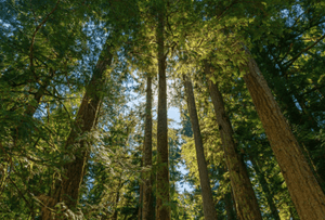 Wooden Forrest