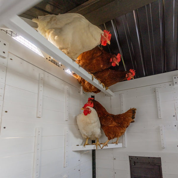 Sweetwater Chicken Coop – view 8