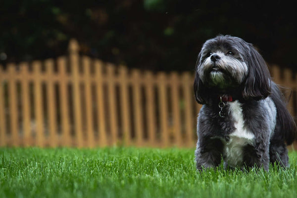 Small black and white shaggy dog sitting on green grass in front of a wooden picket fence