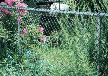 Green-on-Galvanized-Chainlink.jpg
