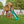 Spruce Hollow Swing Set – Swing Set