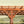 24x12 Beaumont Pergola – view 5
