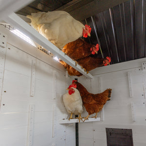 Sweetwater Chicken Coop – view 8